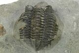 Detailed Coltraneia Trilobite Fossil - Huge Faceted Eyes #273804-3